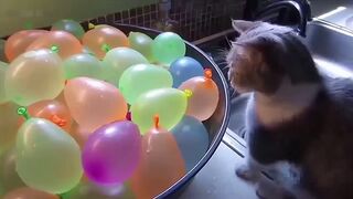 Hilarious Cat Capers: The Ultimate Feline Foolery Compilation
