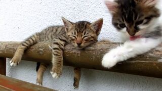 The Cutest Cat and Dog Moments Caught on Camera