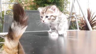 Funny Cats and Kittens Meowing Compilation-2023