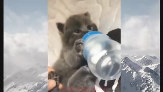 Cat and Dog Funniest Animal Compilation