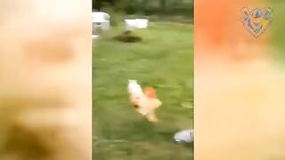 Angry Hen