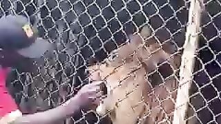 Lions