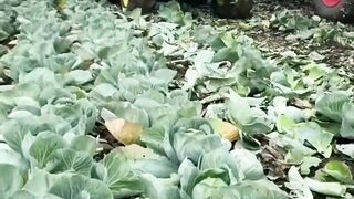 Farming