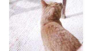 cats playing
