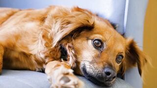 Innocent DOG