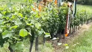 Grapes