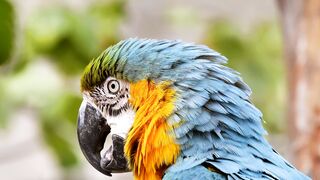 Beautiful bird