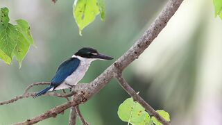 Beautiful bird2