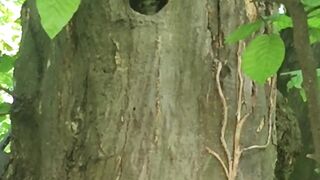 Bird house