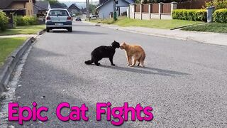 EPIC CAT FIGHTS - REAL SOUND