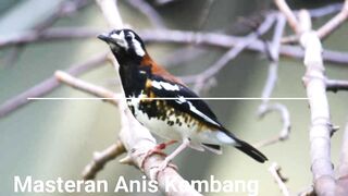 the sound of the magpie robin