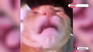 THE MOMENT+WHEN+CATS+CAN+TALK+THE+VOICES+ARE+REALLY+CUTE