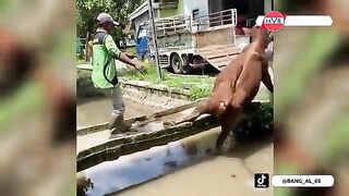 VIDEO+FUNNY+COW+SACRIFICE+angry+AND+lose+WHEN++IDUL+ADHA