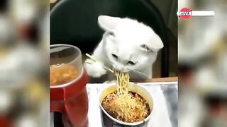 funny cat eat
