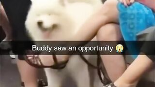 Bro had a great idea and decided to take under the pets.
