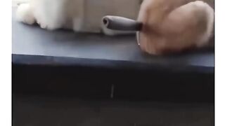 Bro ????Scared me???? #trending #funny #catvideos.