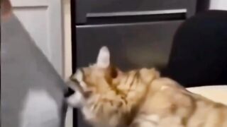 Cat Meme