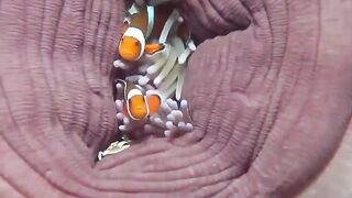 sea ​​mushrooms