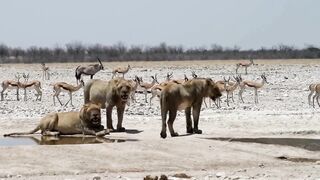 Peaceful animals