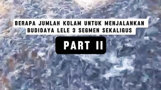 BERAPA JUMLAH DAN UKURAN KOLAM UNTUK MENJALANKAN 3 SEGMEN BUDIDAYA LELE - PART 2