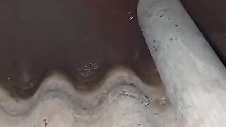 Salah satu pakan alami untuk larva lele yang tumbuh sendiri dikolam tanah baru