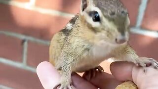 Cute chipmunk ????️????