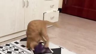 Super Funny Cats Videos Clips Try Not To Laugh Funny Pets Shorts ???????????? -EPS1223 #funnycats