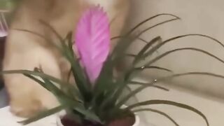 funny cat#cat#catlover#funny pet #catshorts #funny cats#youtubeshorts#funnyvideo#music#Raccoon cats
