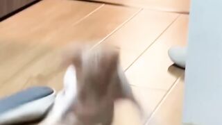 Funny Moments #funnycat #catlover #funny #cat #cats #pets #funnypets