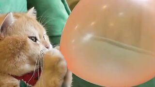 New trending funny cat video #shorts#viral#cat#funny