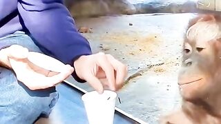 Magic with animals ????