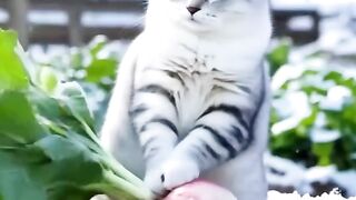 Cute Cat Cooking