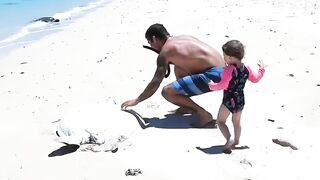 Sea_Turtle_Stuck_On_Remote_Beach.