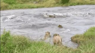 Wildlife & River