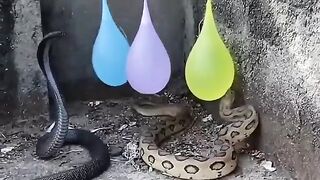 Snakes & Bite