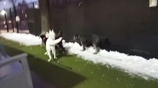 Dogs in the Night