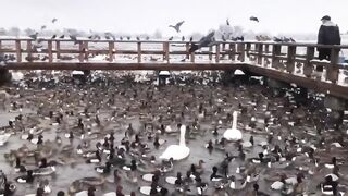 River Birds & Swans