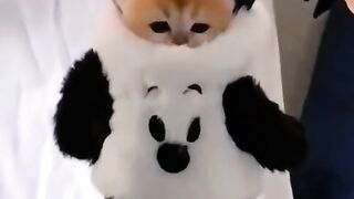 FUNNY CUTE CAT