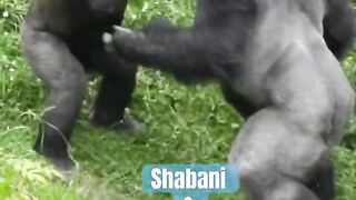 GORILA FIGHTING
