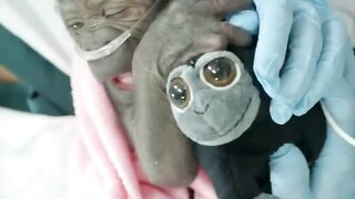 BABY GORILA PREMATURE