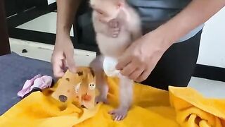 CUTE BABY MONKEY