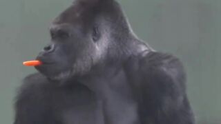 GORILA EAT CAROT