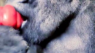 GORILA SILVERBACKS