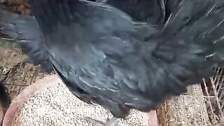 Eat black