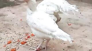 White chicken