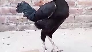 Black leg