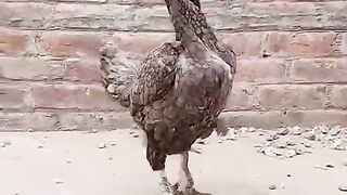 Two chickens