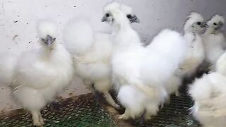 Silky is chicken
