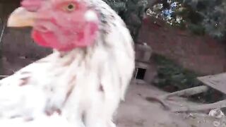 Chicken hand