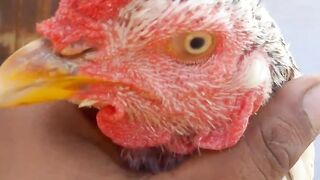 Red chicken white